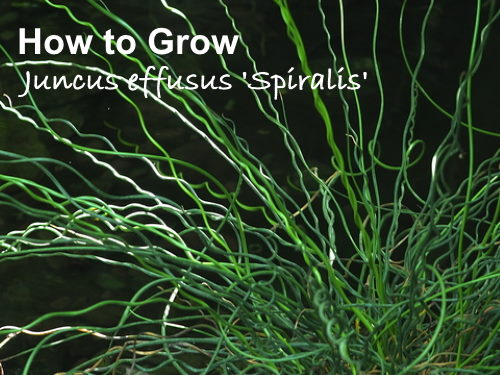 Spiralis plant care
