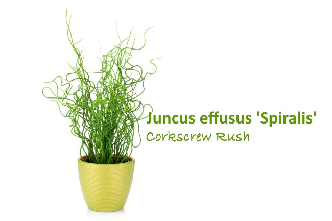 Juncus Effusus 'Spiralis' Houseplant unusual house plants, juncus effusus
