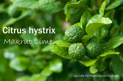 Kaffir Lime Tree Plant Citrus Hystrix