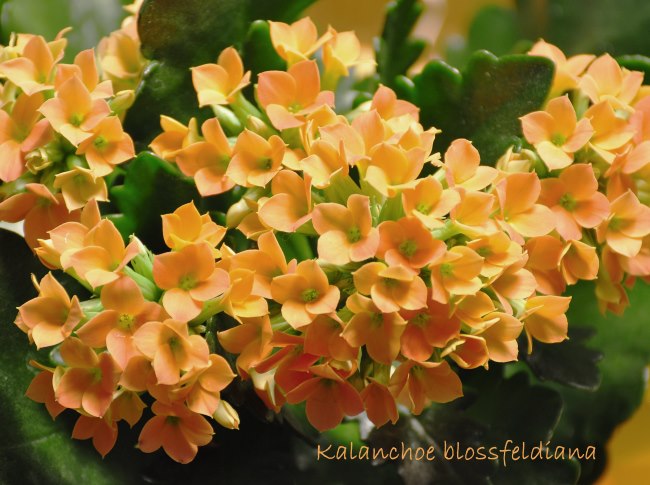 Kalanchoe Blossfeldiana Orange