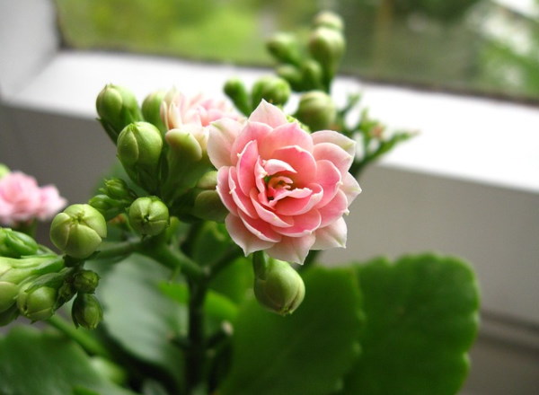 Каланхоэ Розовое растение в окне