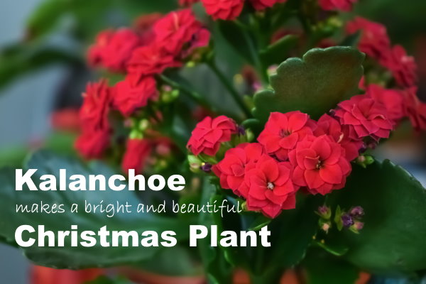 Flowering Red Kalanchoe Blossfeldiana kalanchoe, christmas plants