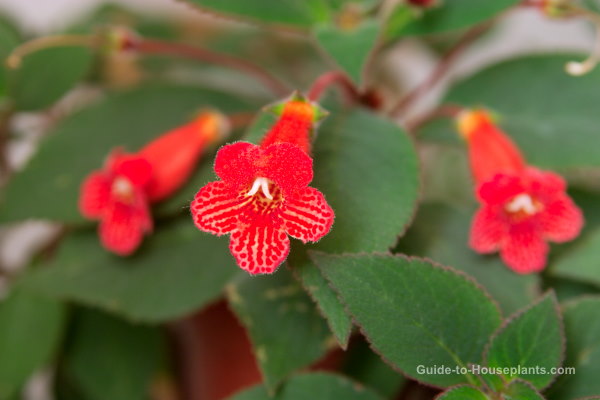 Kohleria kohleria