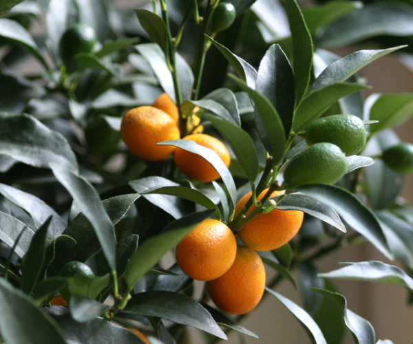 Tree kumquat
