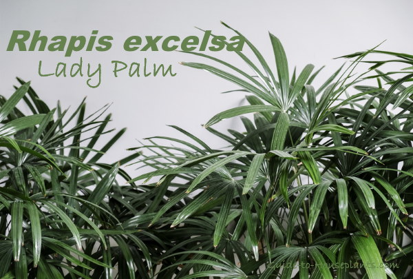 lady palm, rhapis excelsa