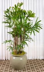 lady palm, rhapis excelsa, tall house plant
