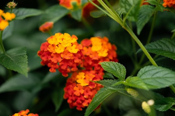 Yellow, orange and red flowers of Lantana camara plant. lantana flowers, growing lantana plant indoors, lantana camara