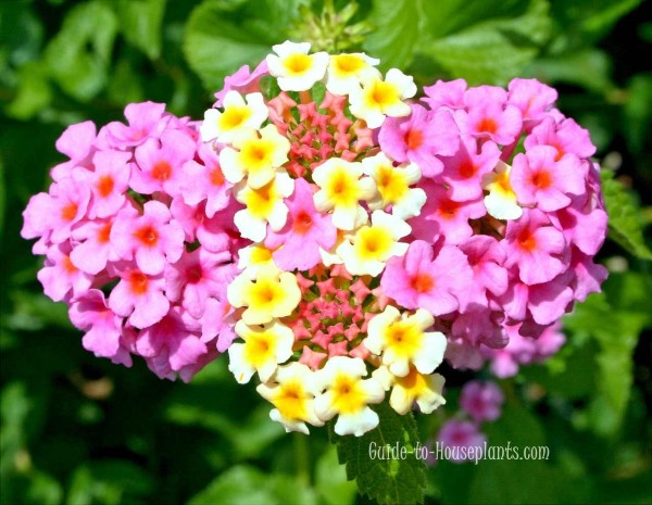 Lantana Flowers lantana plants, flowers lantana, Lantana camara