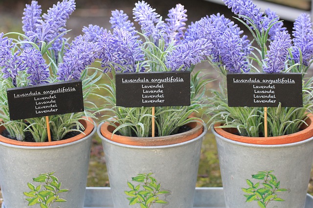 Wie man englische Lavendelpflanze pflegt