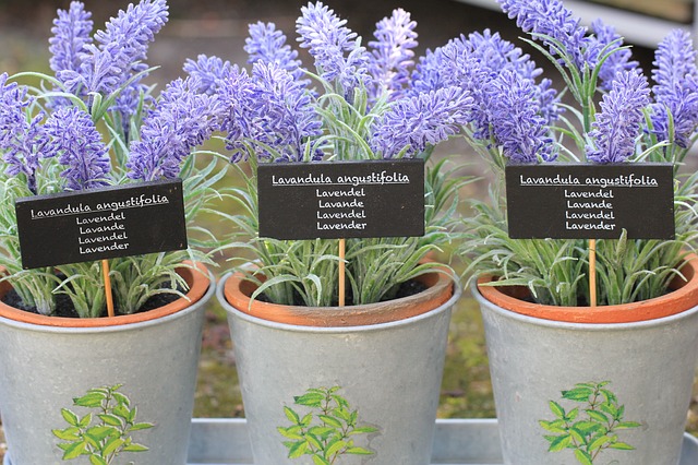 Lavender Pots