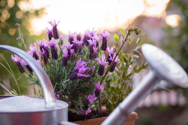 Potted Lavender Plant Growing Outdoors how to grow lavender