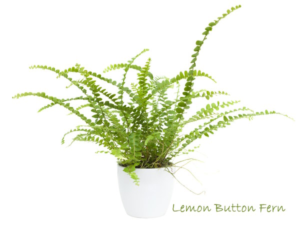 Lemon Button Fern