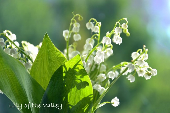 Convallaria majalis v. rosea, Pink Lily of the Valley