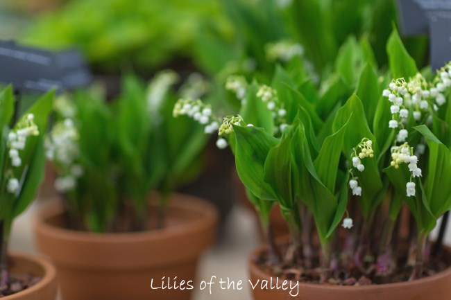 Lily of the Valley Flowers - How to Grow Convallaria majalis in Pots