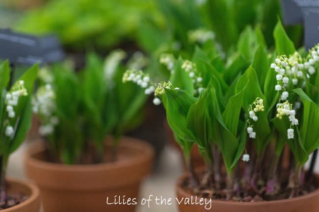 Lily of the Valley Bulbs: Varieties, Care Needs, and Propagation