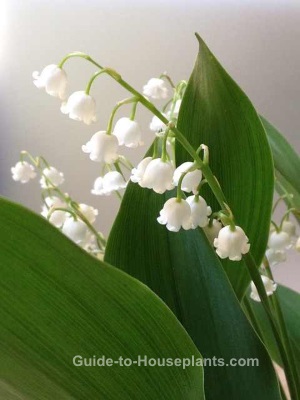 lily of the valley, lily of the valley blomster, voksende liljer i dalen