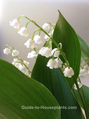  muguet, fleurs de muguet, lys de la vallée en croissance 