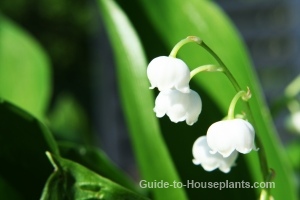 flores de lirio del valle, lirios en crecimiento, plantas de lirio del valle