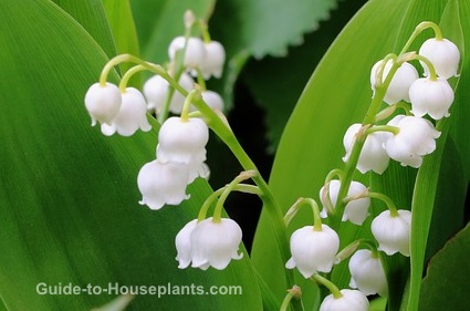 flores de lirio del valle, lirios en crecimiento, plantas de lirio del valle, fragantes plantas domésticas