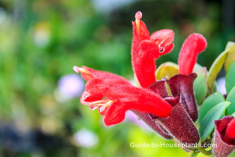 lipstick plant flowers