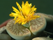 Flowering Lithops Plant living stones, succulent care, growing succulents, lithops
