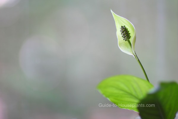 Peace Lily Low Light House Plants, Peace Lily