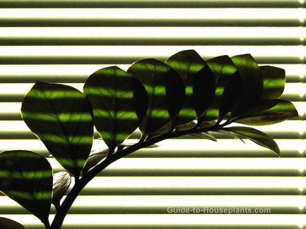 Low Light House Plant low light house plants
