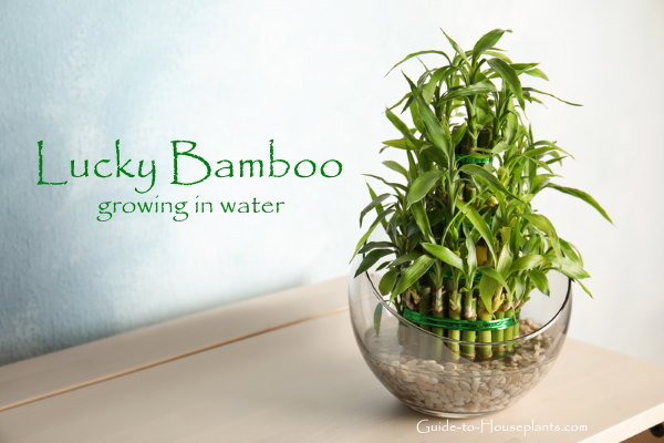 Bamboo