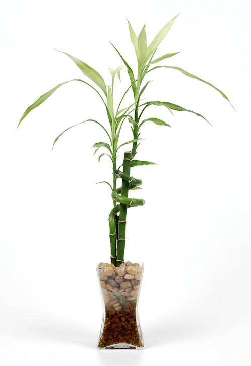 Lucky Bamboo in Glass Vase