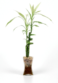 Lucky Bamboo lucky bamboo, dracaena sanderiana, bamboo house plants, growing bamboo, bamboo care house plant, bamboo plants