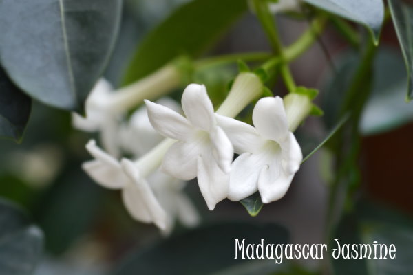 Jasmin de Madagascar ou Stephanotis Floribunda