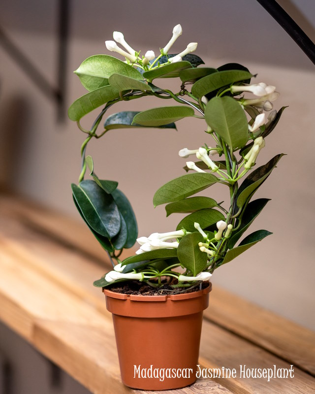 Madagascar Jasmine