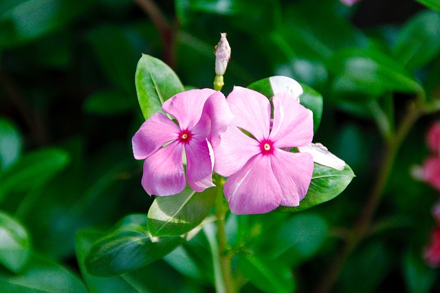 Madagascar Periwinkle Flower - to Grow Catharanthus roseus