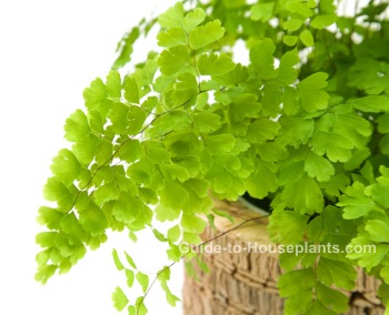 Maidenhair Fern maidenhair fern, Adiantum raddianum, fern houseplant