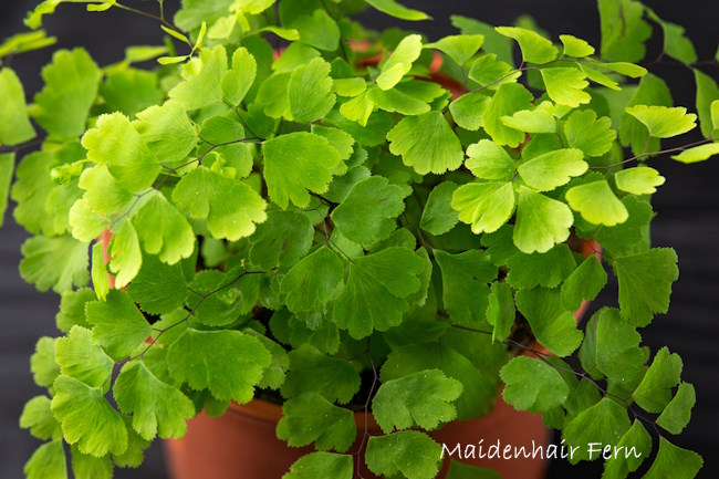 Maidenhair Fern 