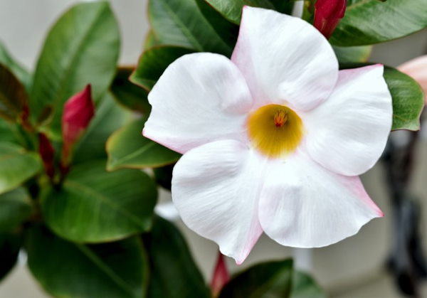 White Mandevilla Flower mandevilla plant, white mandevilla flower