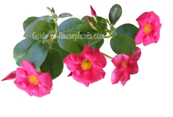 Mandevilla Plant mandevilla plant, mandevilla vine, mandevilla flowers