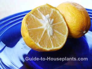 Meyer Lemons meyer lemons