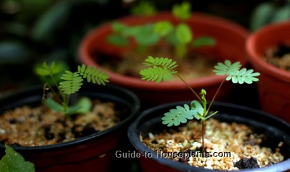Cuidado de plantas sensibles en interiores