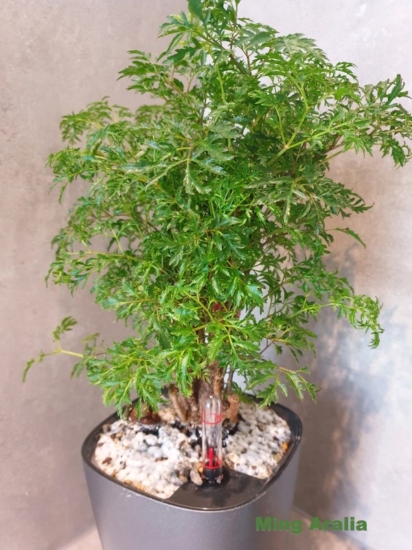 ming aralia, polyscias fruticosa, высокое комнатное растение
