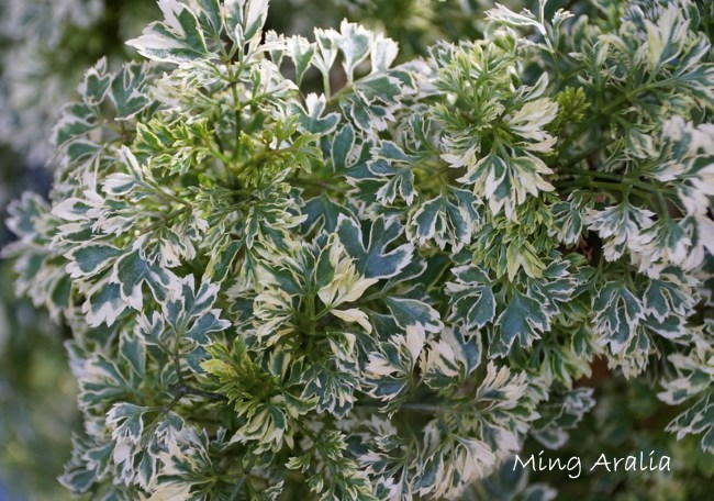 Ming Aralia 'Snowflake'