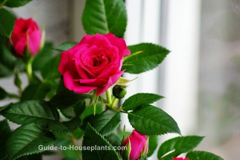 growing miniature roses, mini roses indoors