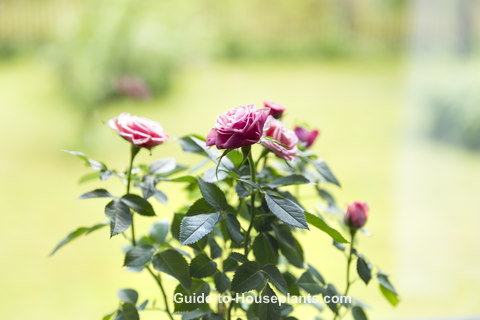 growing miniature roses indoors