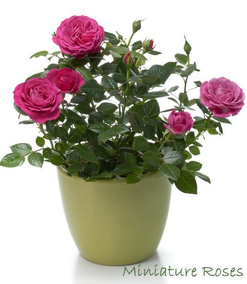 miniature roses, growing miniature roses, miniature rose care, rosa chinensis