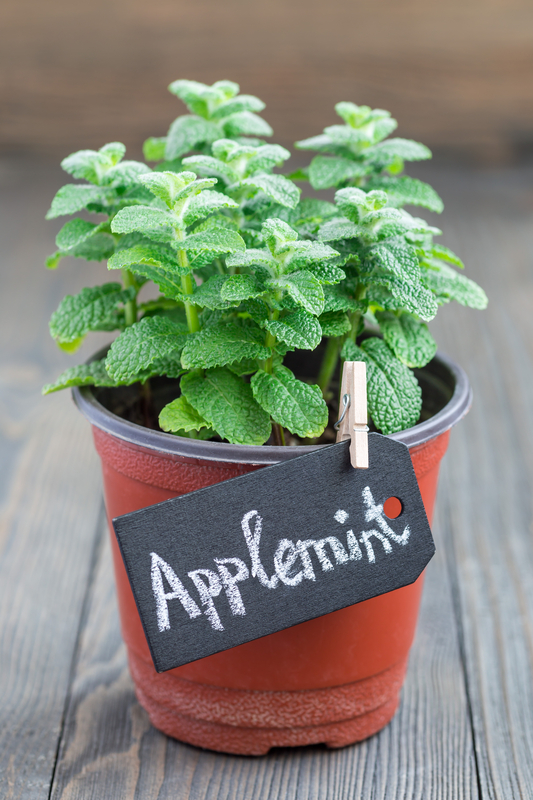 Growing Mint Plant Indoors How to Grow Mint Herb