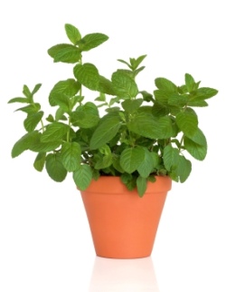 Growing Mint Plant Indoors: How to Grow Mint Herb