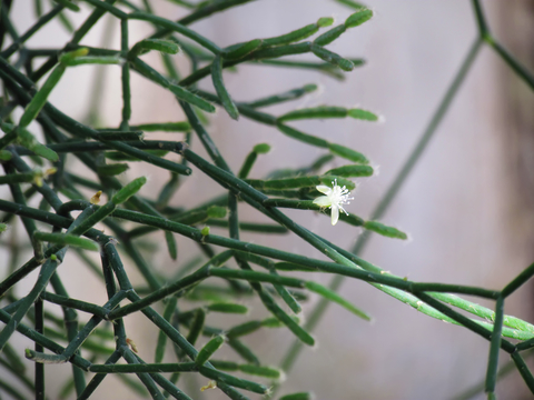 mistletoe cactus, rhipsalis