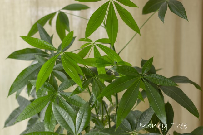 Braided Money Tree Plant Care: How to Grow Pachira aquatica Indoors