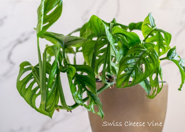 Monstera Adansonii Pot Marble Background