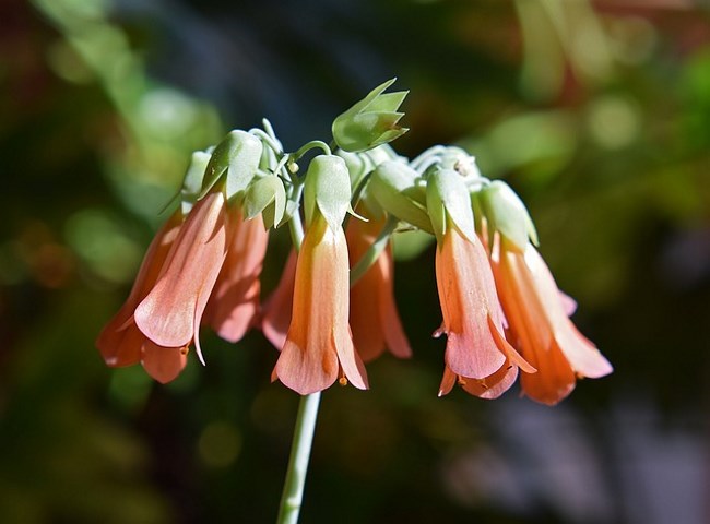 kalanchoe kamerplanten succulent daigremontiana bloeiende houseplant toxicity delagoensis miles shrub wildflower botany macro petal milhões mãe poison potential milioni haerer